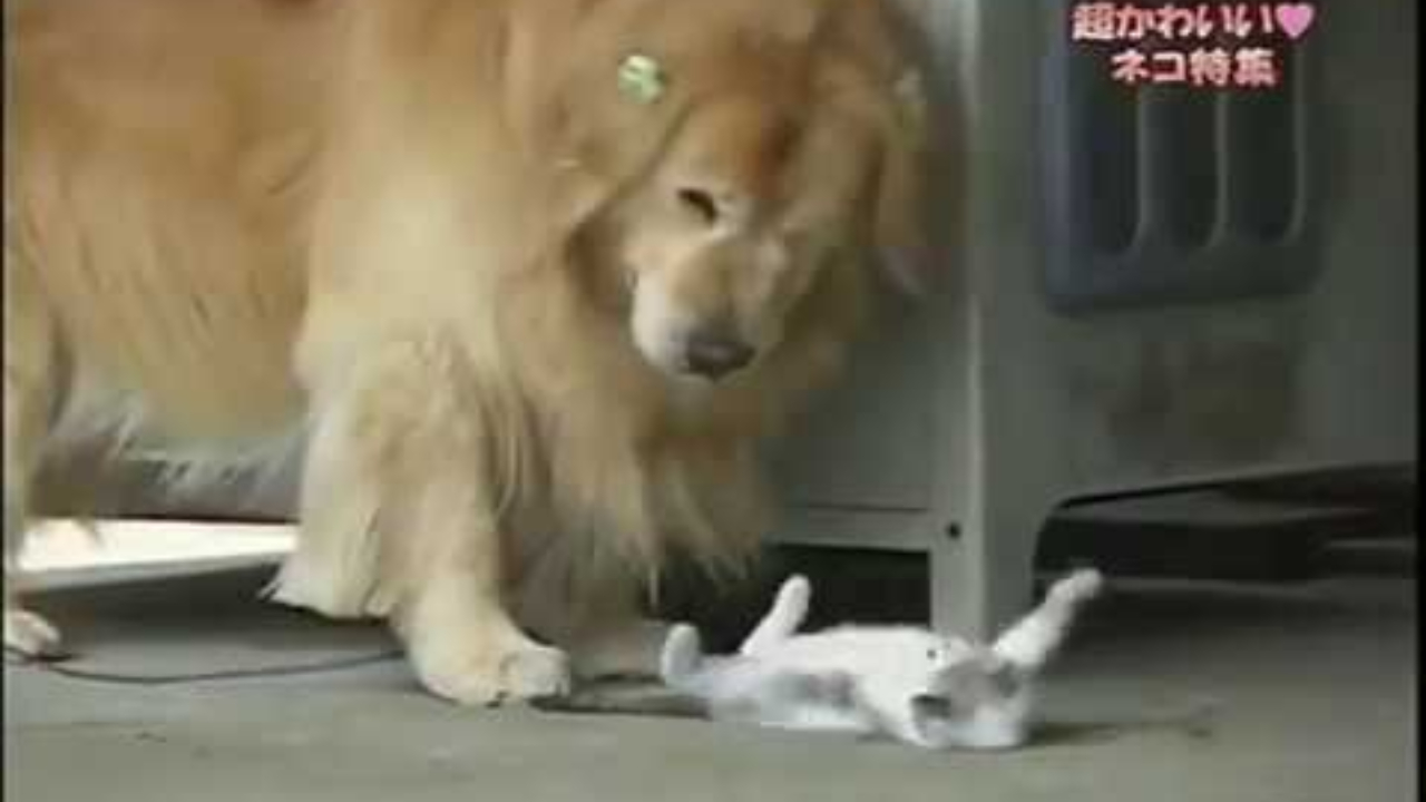 小奶猫在地上,一只金毛路过,金毛和小奶猫之间会发生什么~